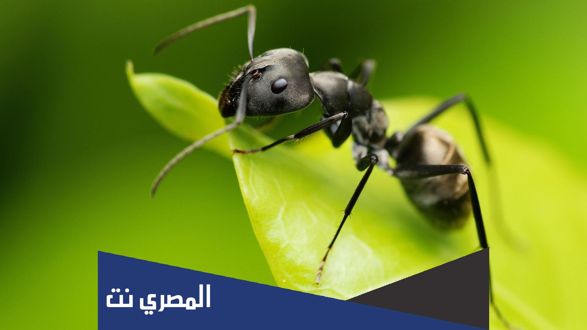 كم قدم تمتلك النملة
