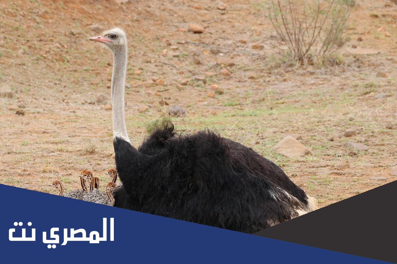كم يبلغ طول النعامة