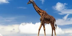 كم يبلغ طول لسان الزرافة