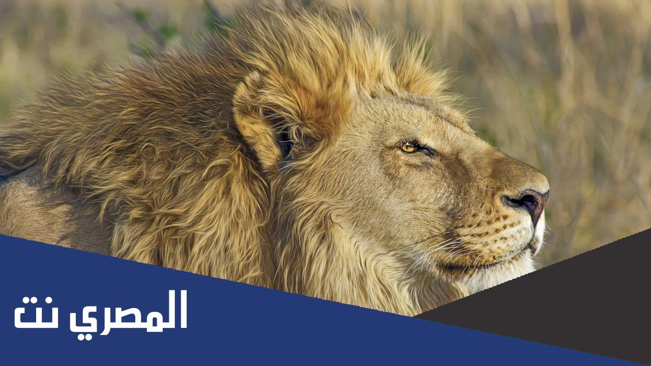 كم ينام الأسد في اليوم