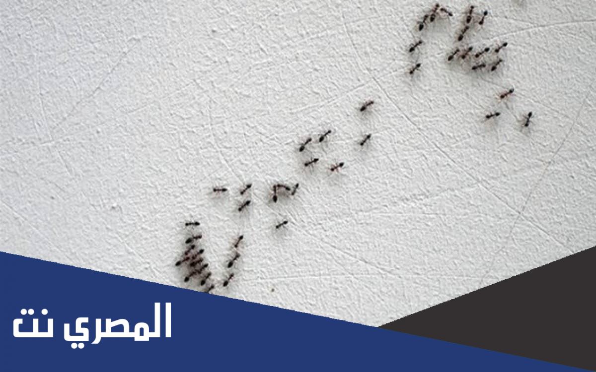 كيف اتخلص من النمل الصغير في البيت