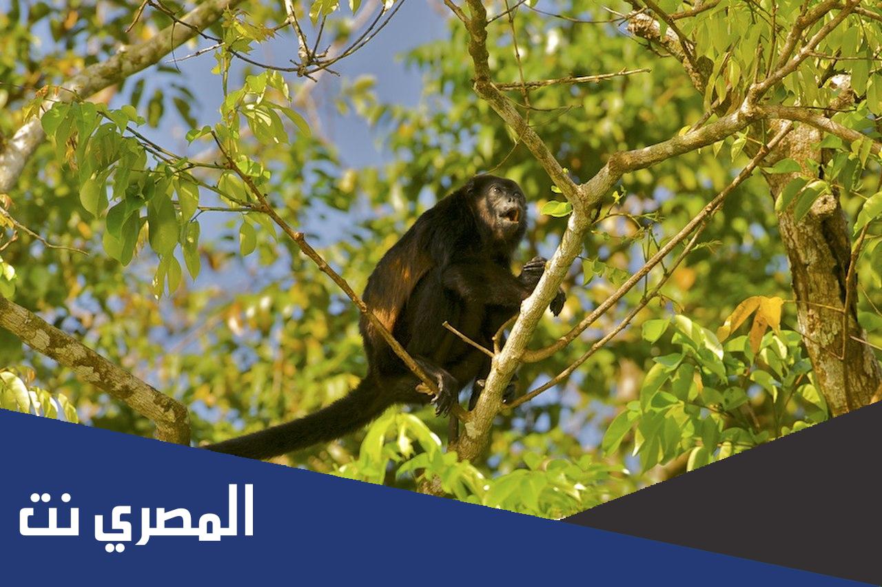 كيف تتلائم القردة مع العيش في الغابات