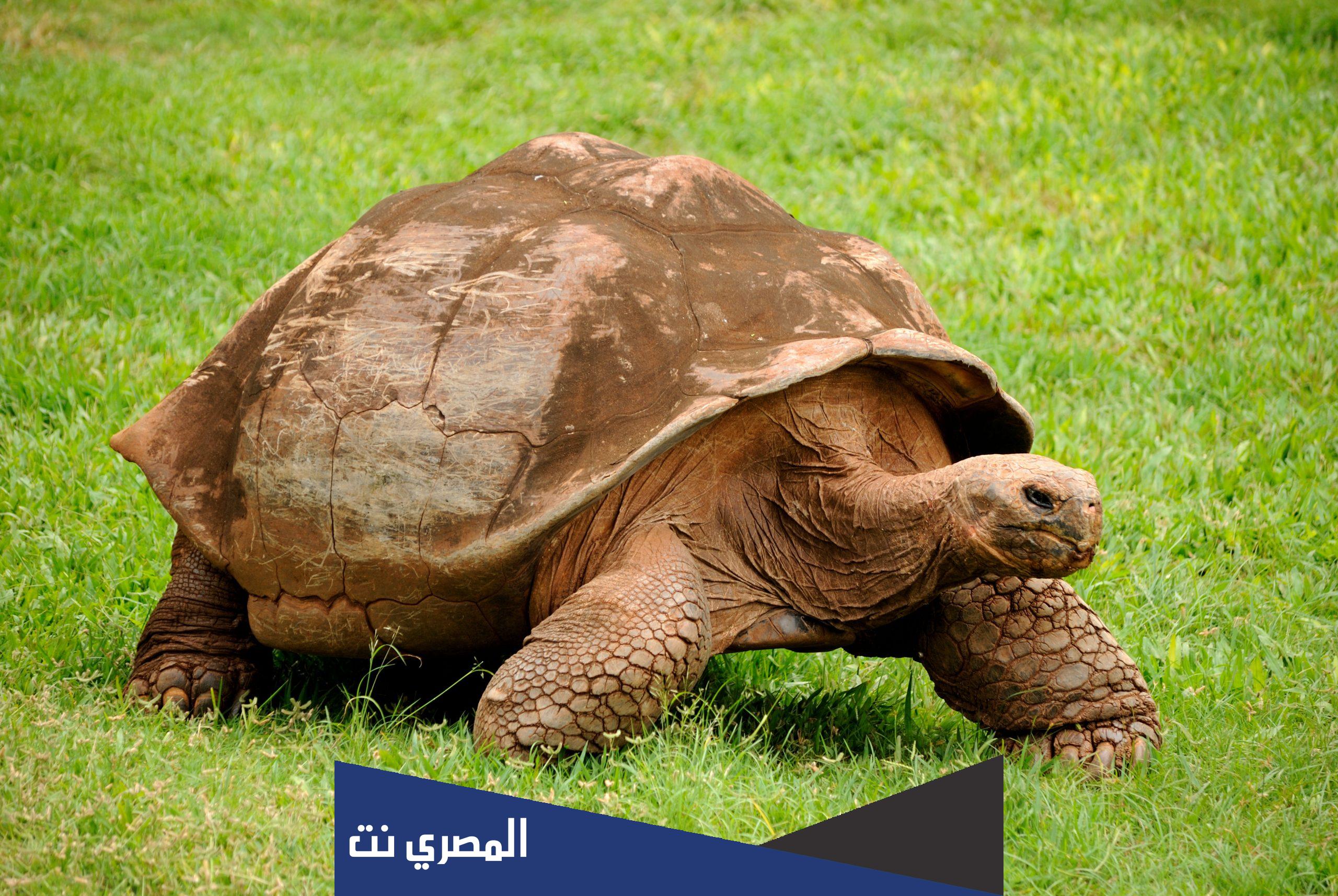 كيف تشرب السلحفاة الماء