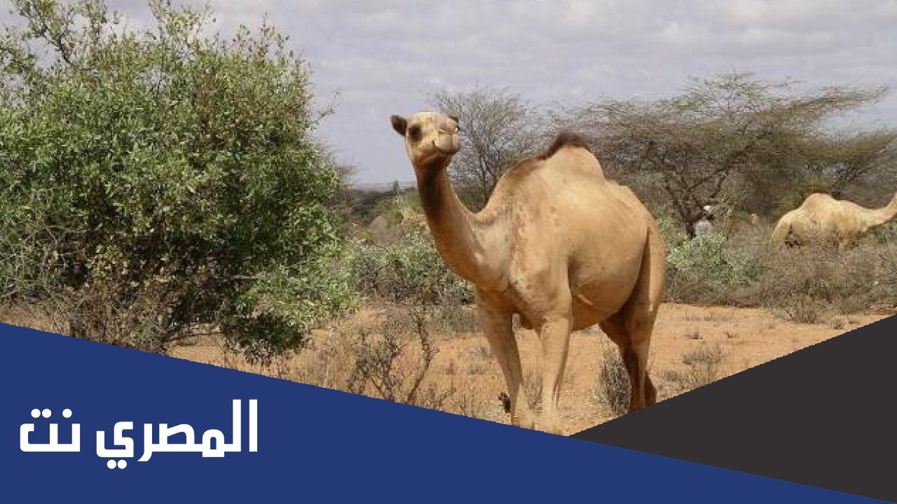 كيف خلق الله الجمل