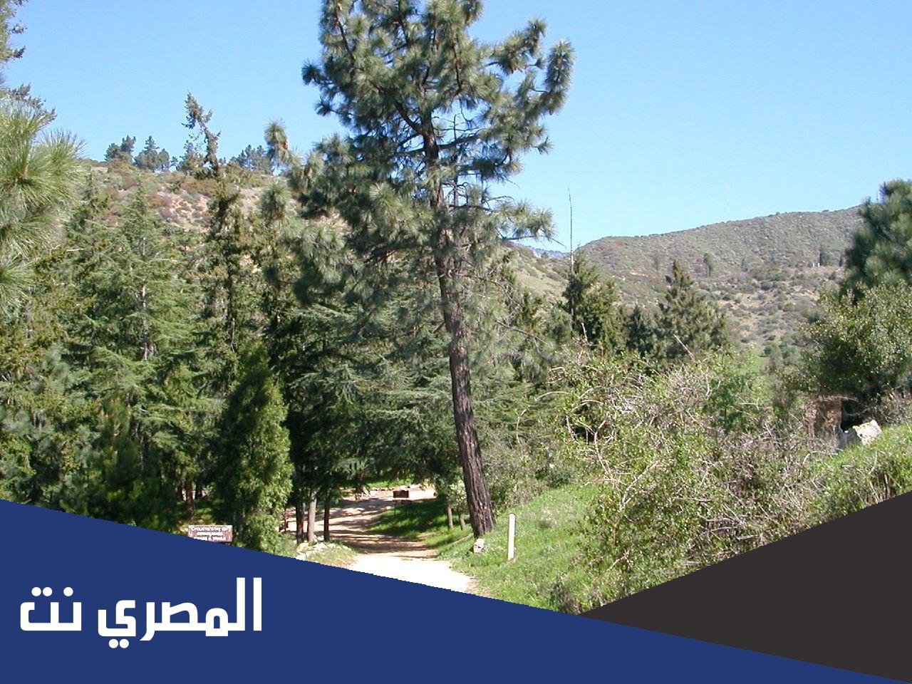 لماذا تستخدم شجرة الصنوبر في تشجير المناطق الجرداء