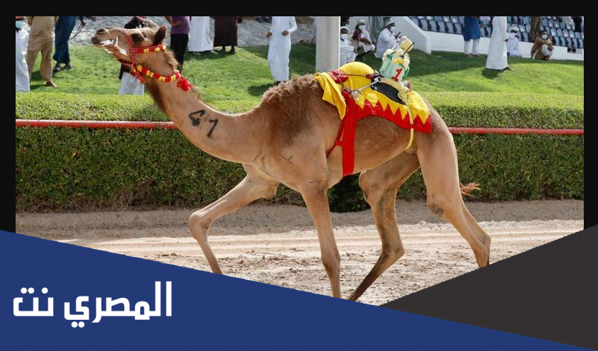 ما اسم البكرة الحاصلة على رمز ولي العهد لسن الحقايق ؟ وماهو اسم مالكها ؟