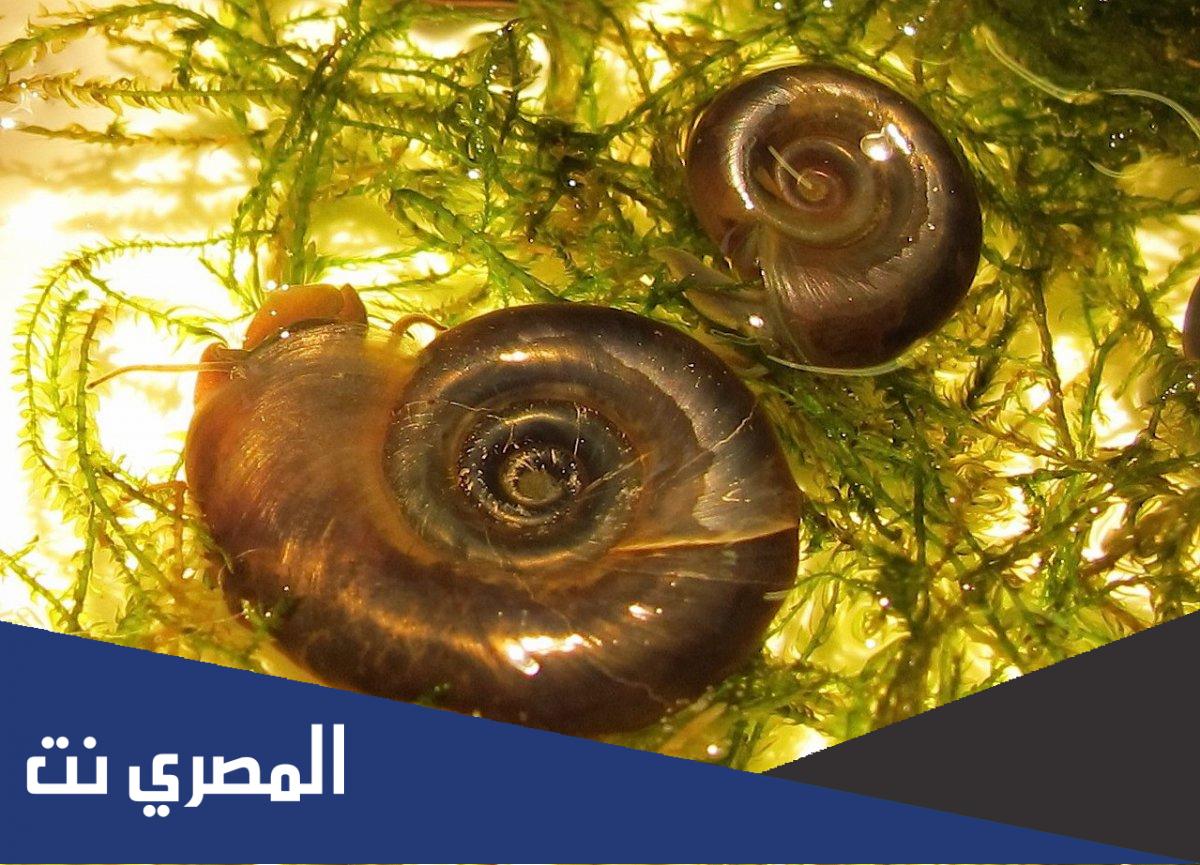 ما اسم العالم الذي اكتشف الدودة التي تسبب مرض البلهارسيا