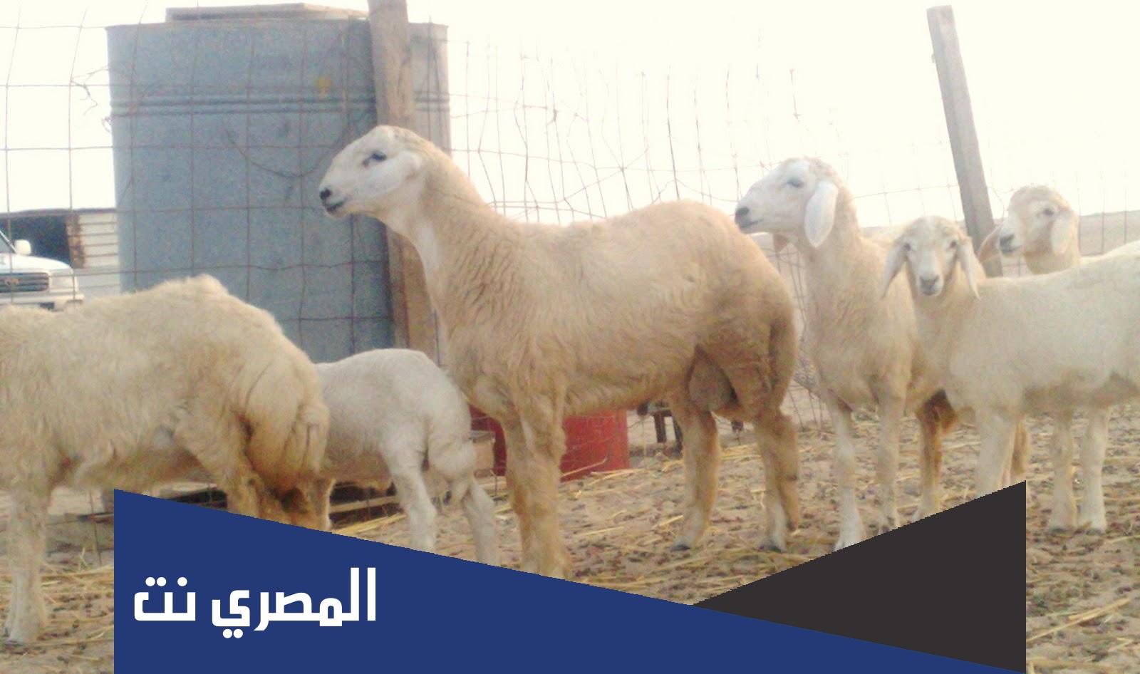 ما اسم الغنم السوري