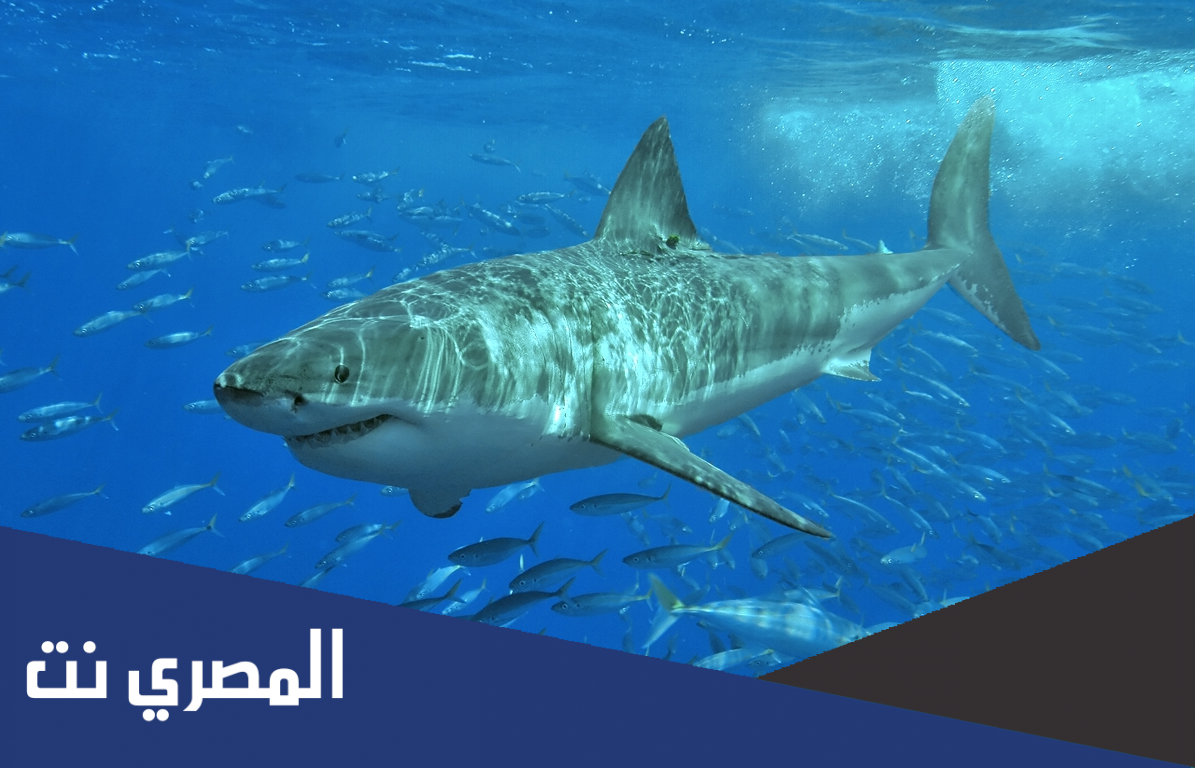 ما اسم انثى القرش