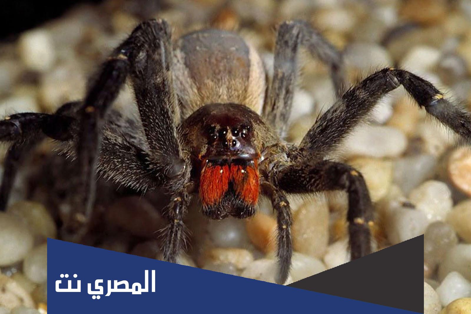 ما اشد الحيوانات سما