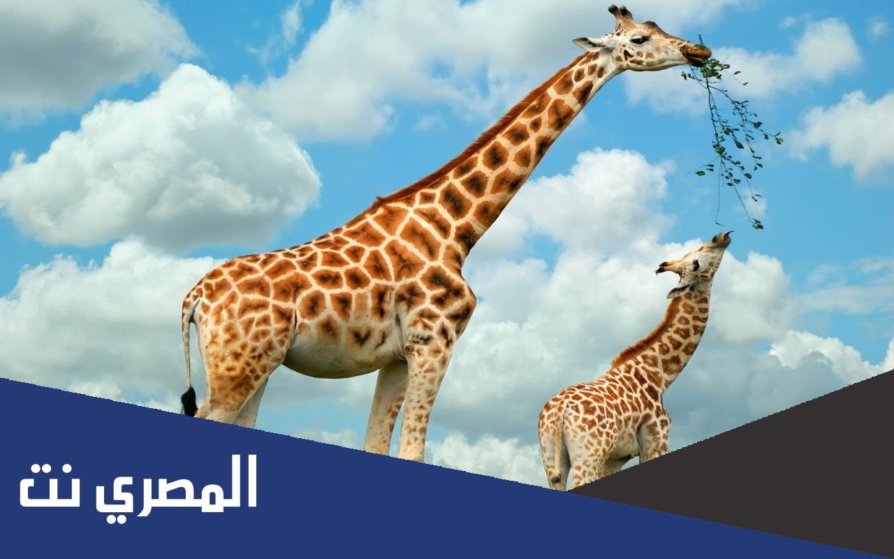 ما الحيوان الذي يتحمل العطش اكثر من الجمل