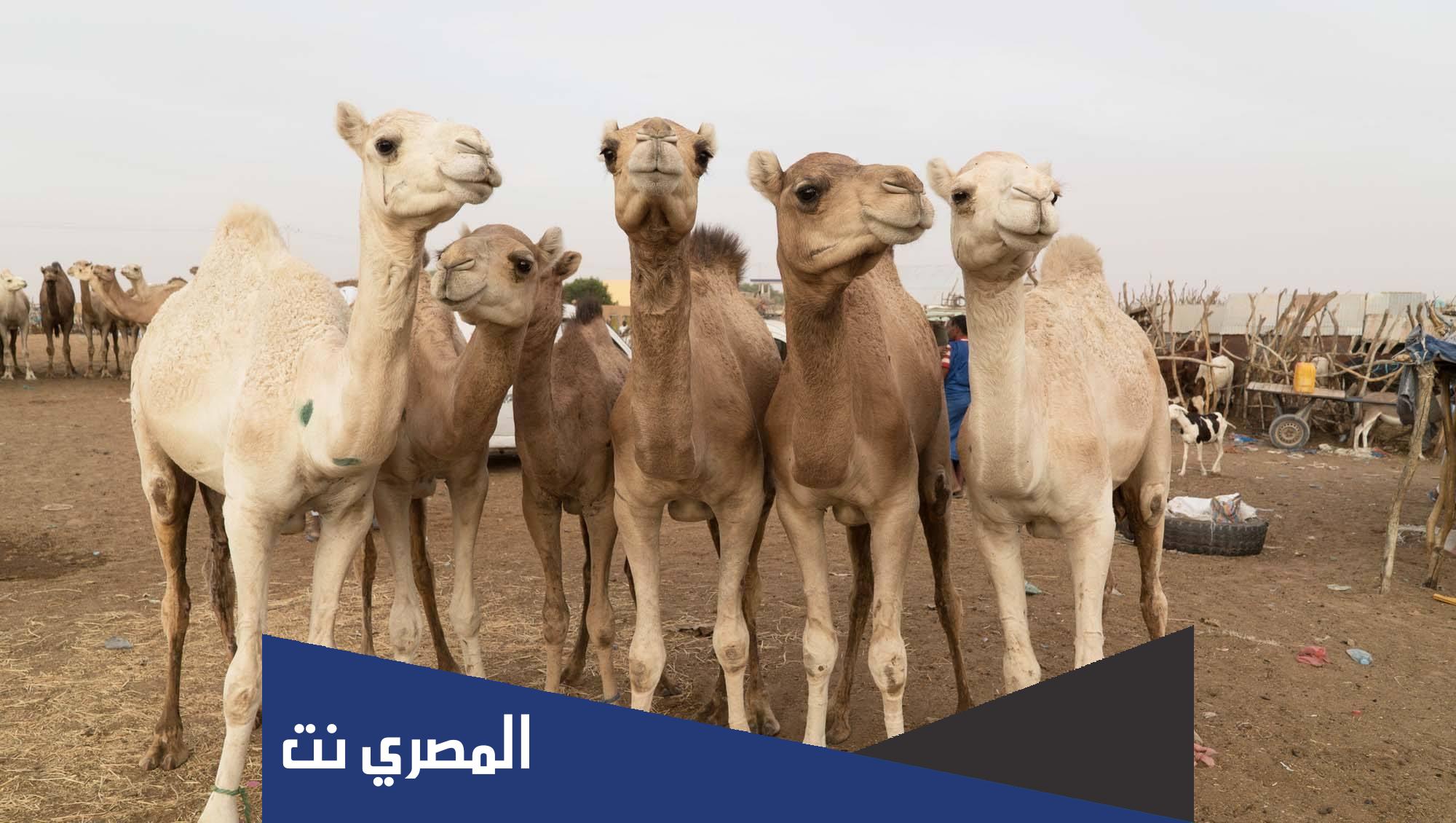ما معنى الهرش عند البدو