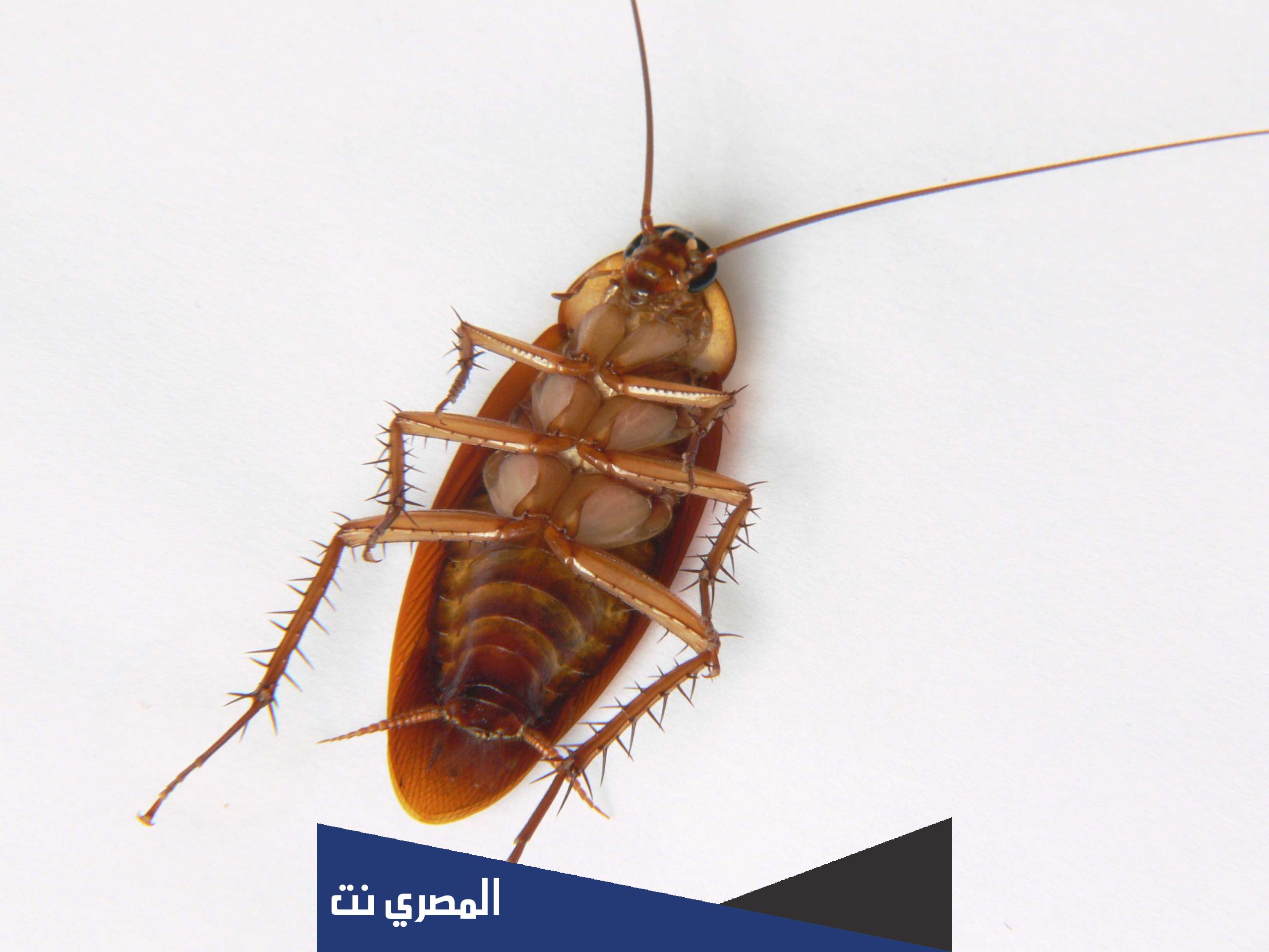 ما معنى زهيوي بالكويتي