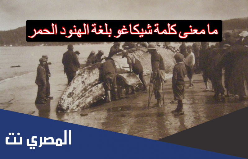 ما معنى كلمة شيكاغو بلغة الهنود الحمر