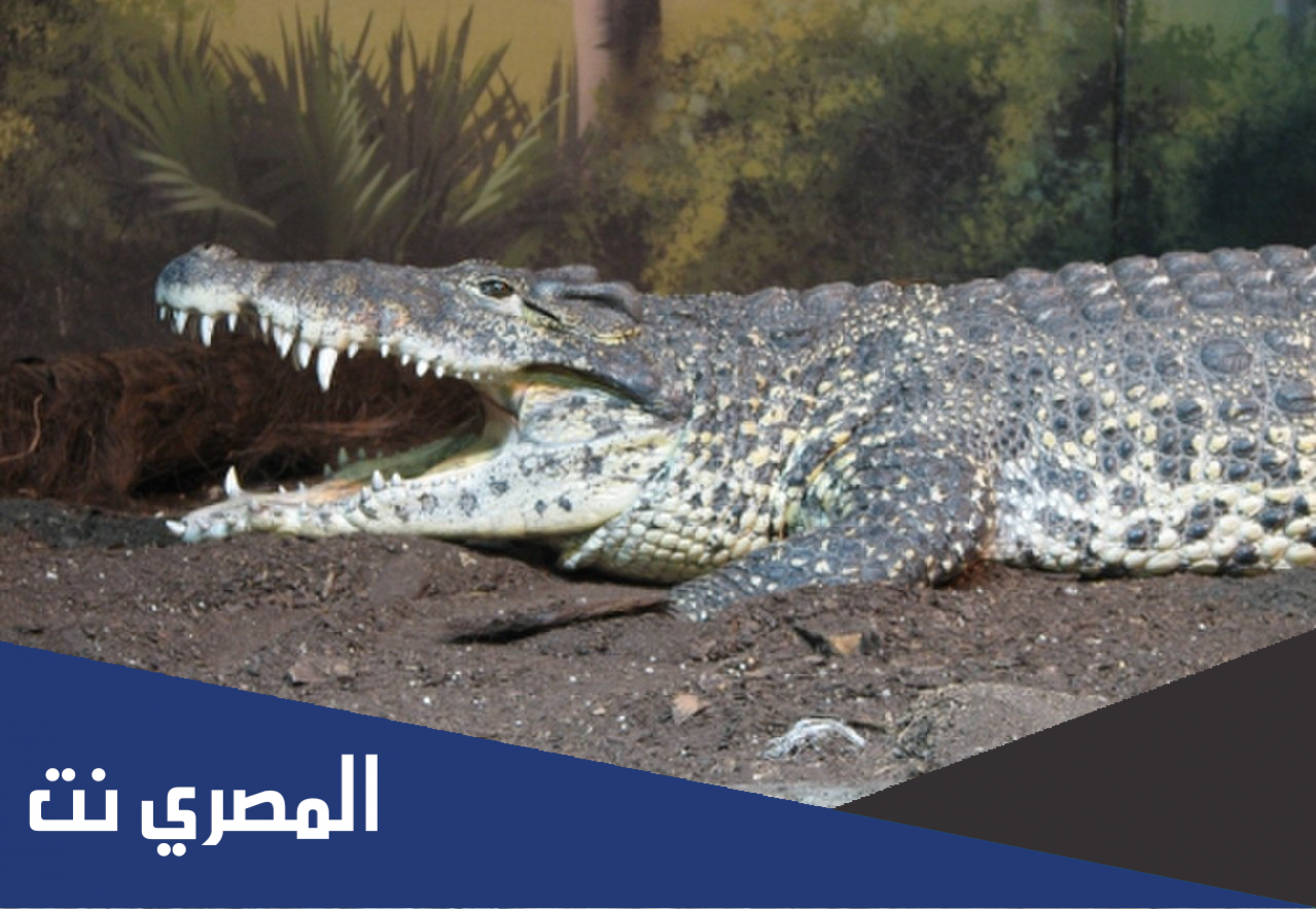 ما هو اسم صغير التمساح