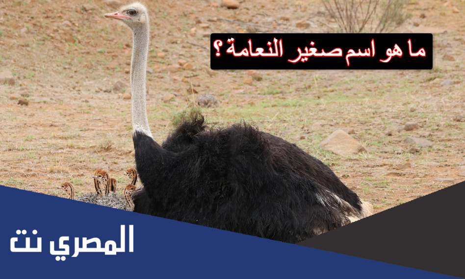 ما هو اسم صغير النعامة ؟