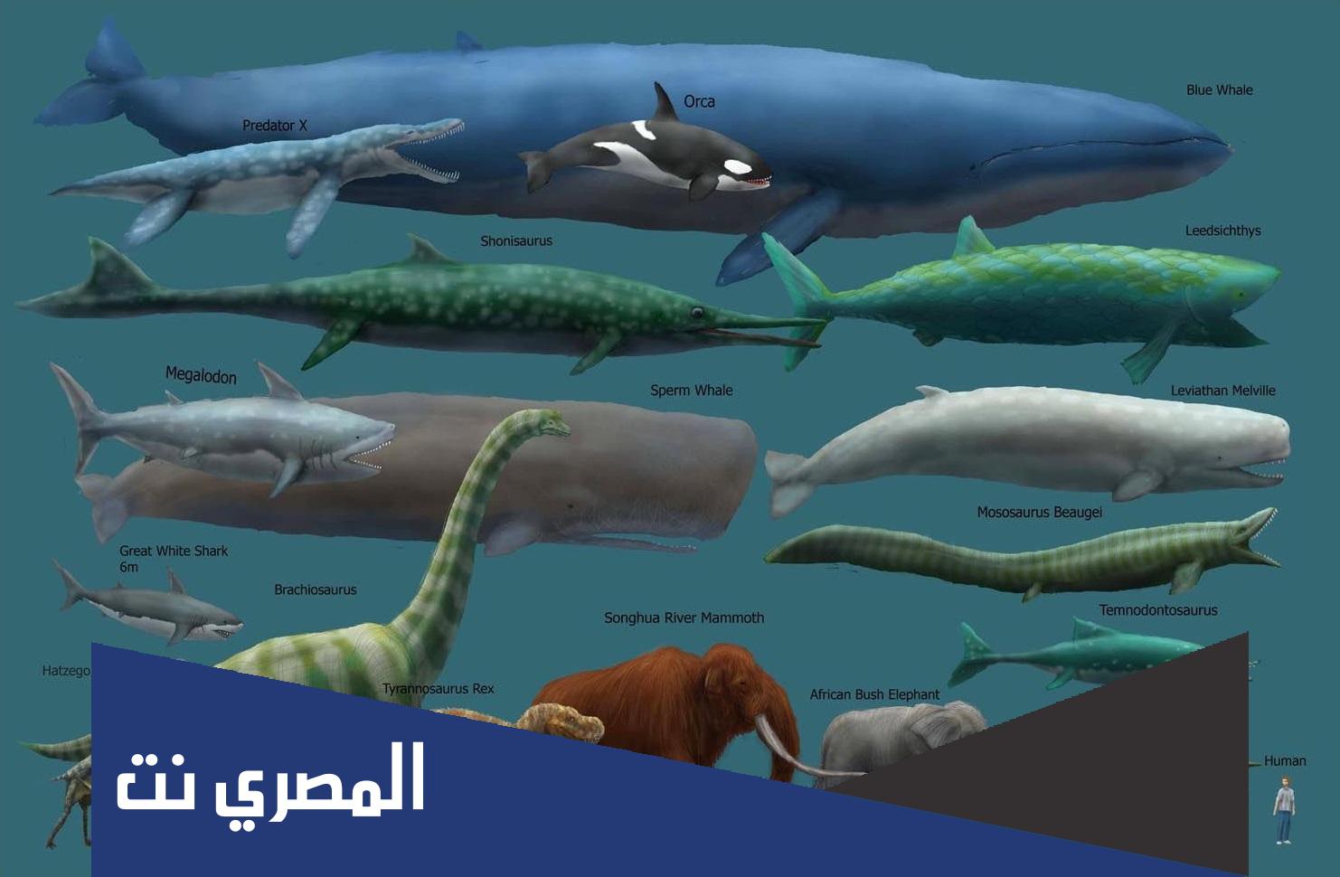 ما هو اطول حيوان في العالم