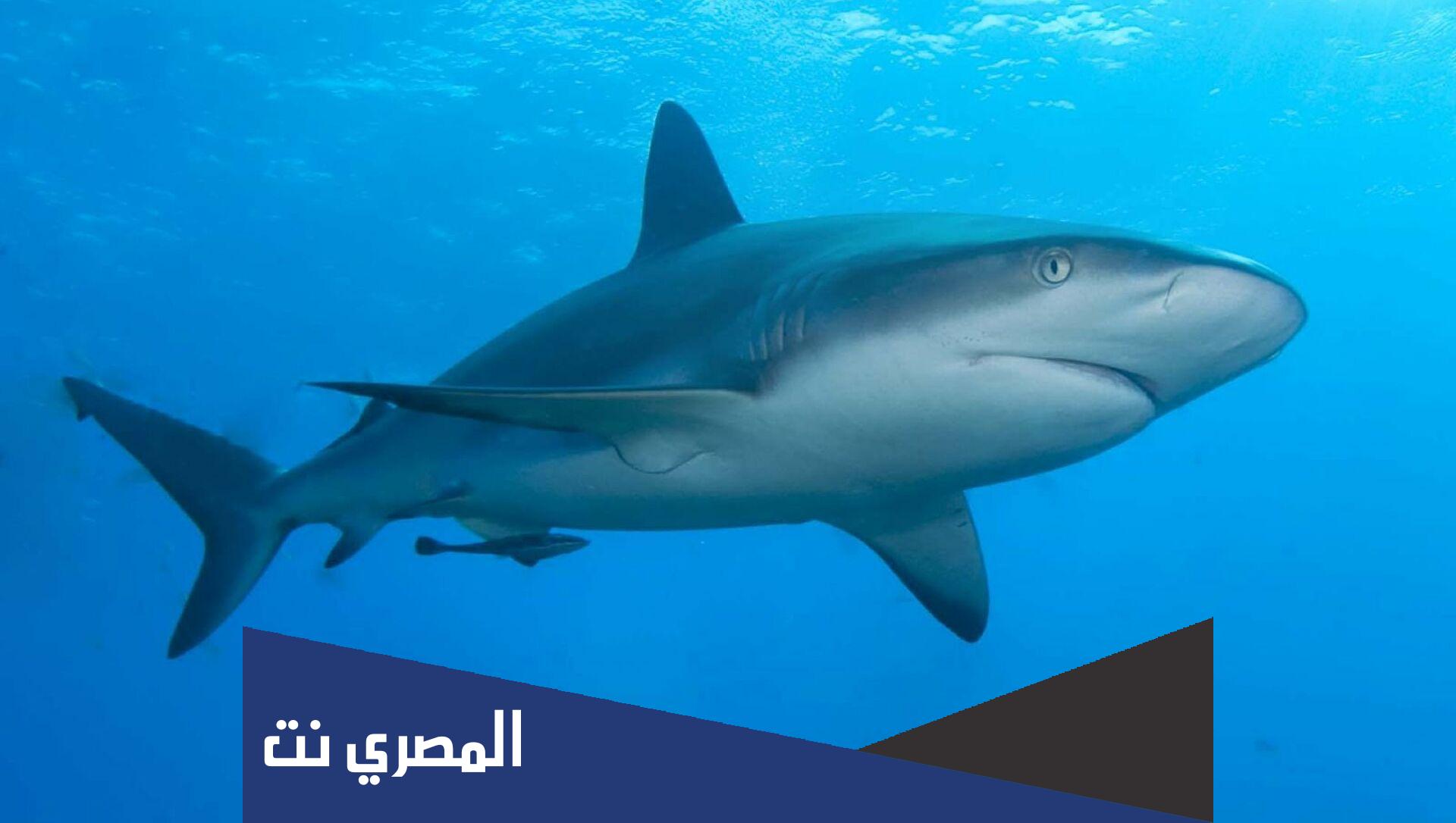 ما هو الحيوان الذي لا ينام منذ ولادته حتى موته