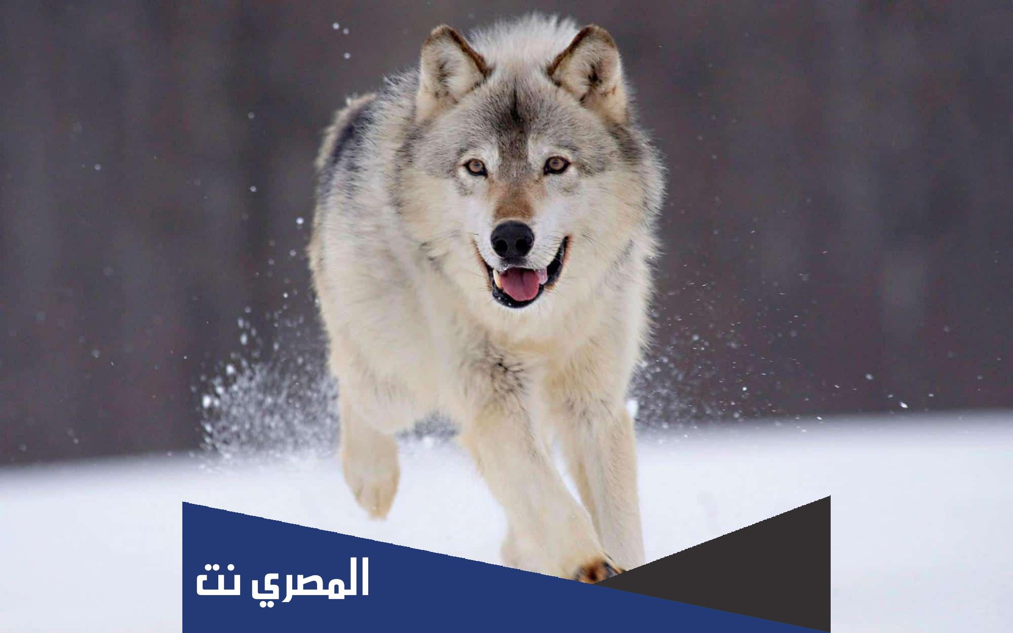 ما هو الحيوان الذي يطلق عليه ابو جعده