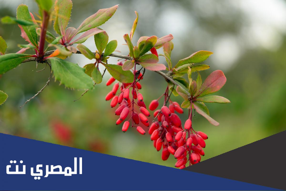 ما هو الزرشك بالإنجليزي