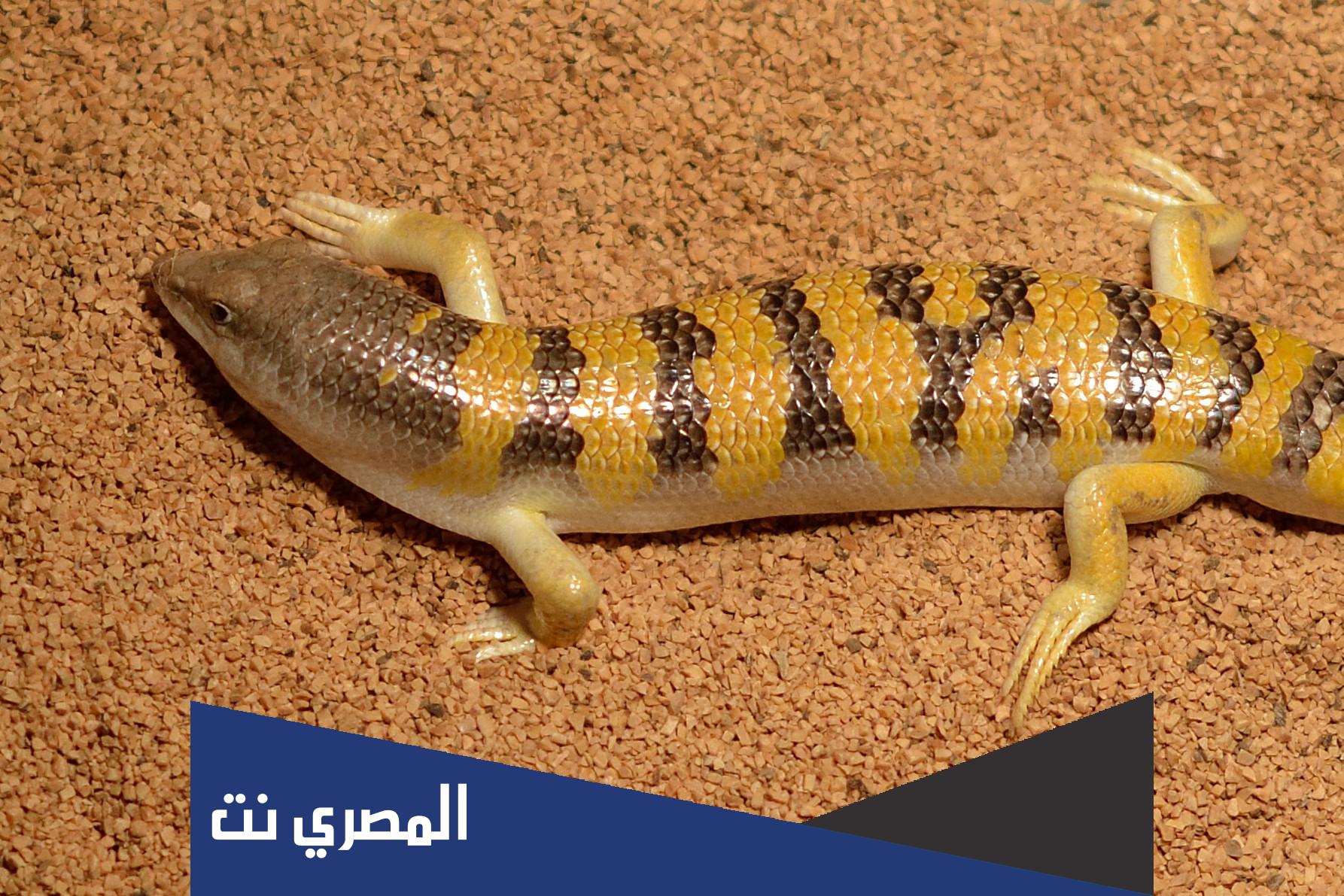 ما هو الشرشمان