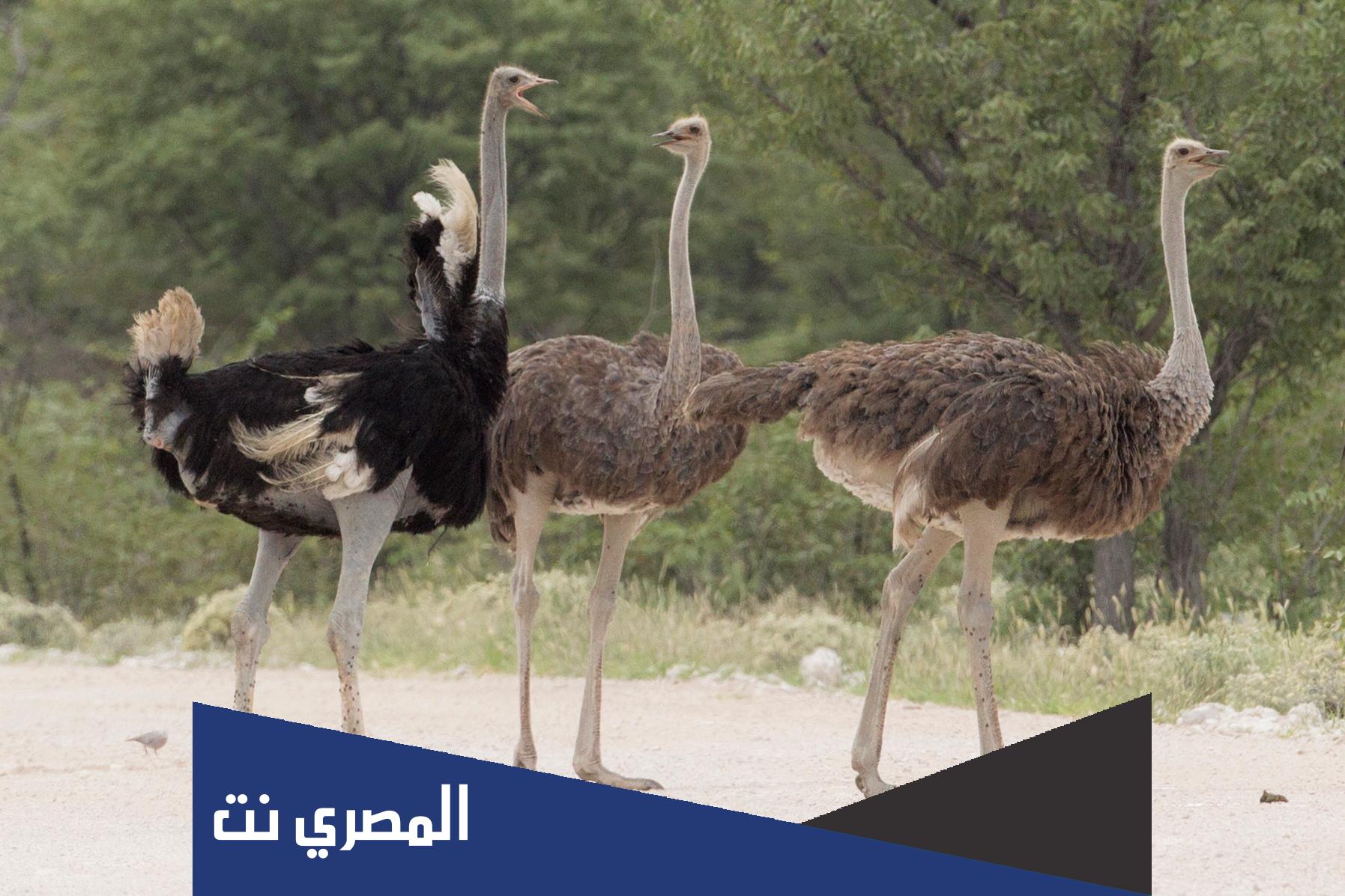 ما هو الطائر الذي اذا اخذنا عينه نام