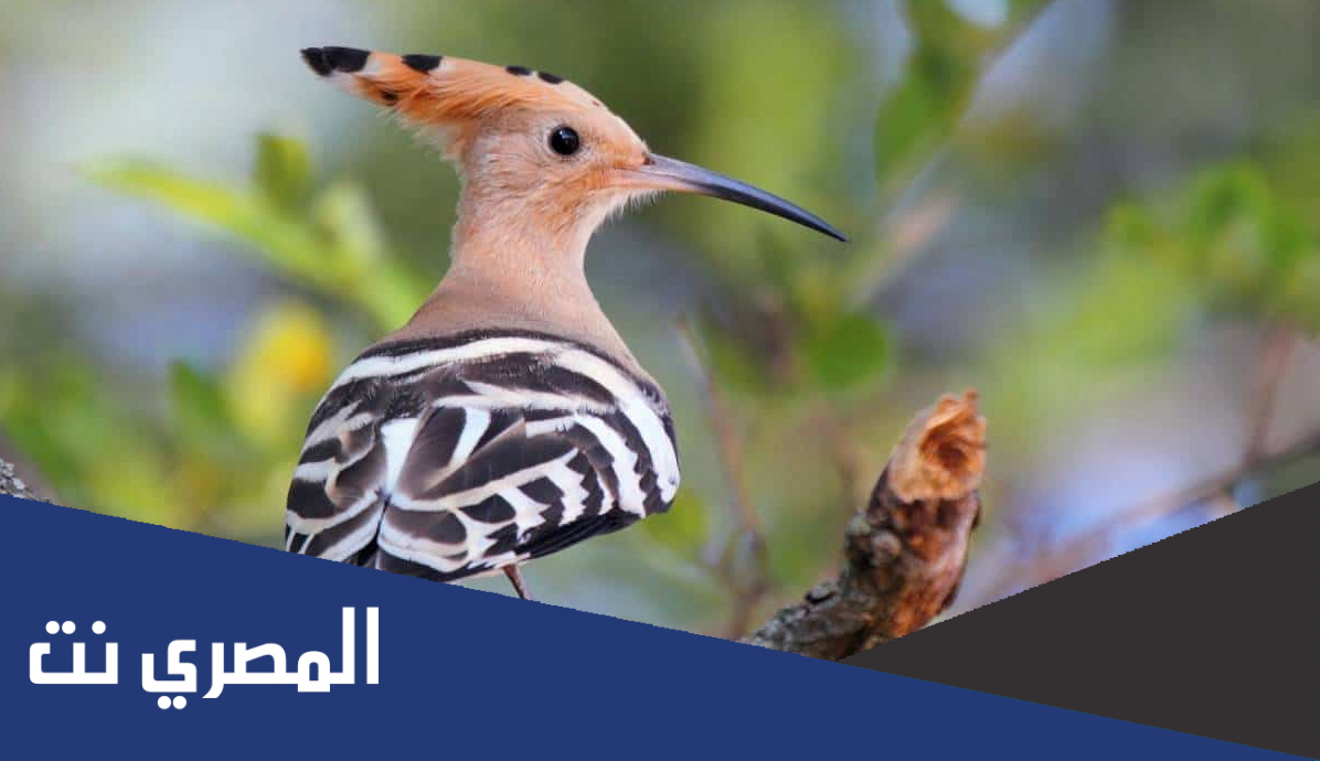 ما هو الطائر الذي يحرم قتله في الحل والحرم