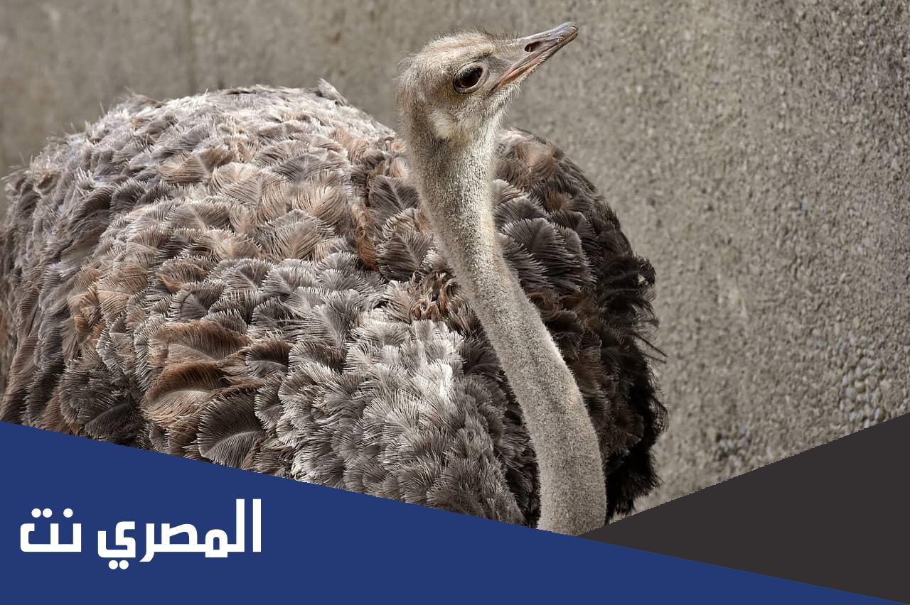 ما هو الطائر الذي يضع اكبر بيضة في العالم