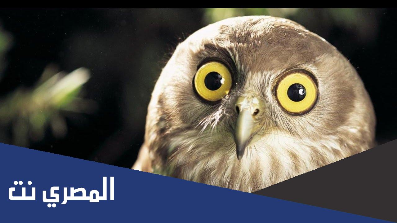 ما هو الطائر الوحيد الذي يميز اللون الازرق