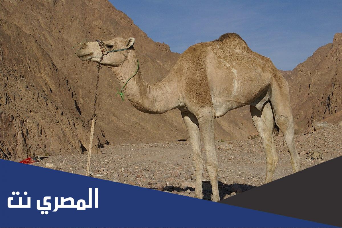 ما هو النسنوس