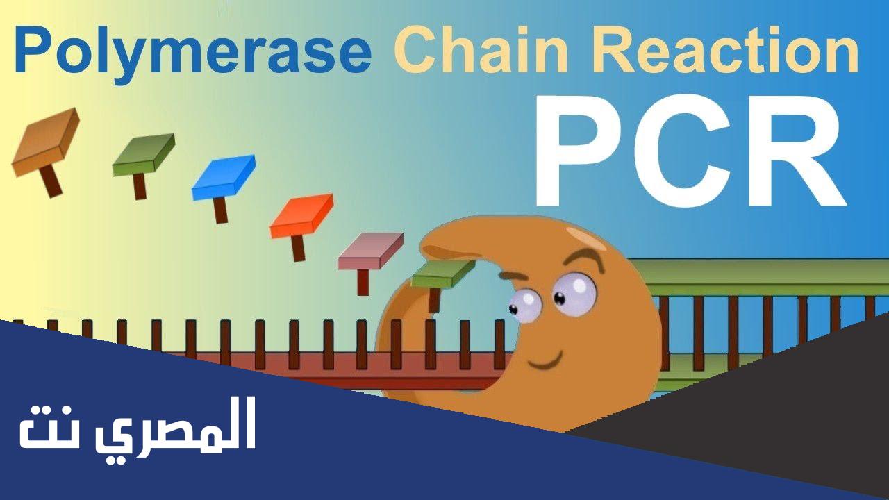 ما هو تفاعل البوليميراز المتسلسل