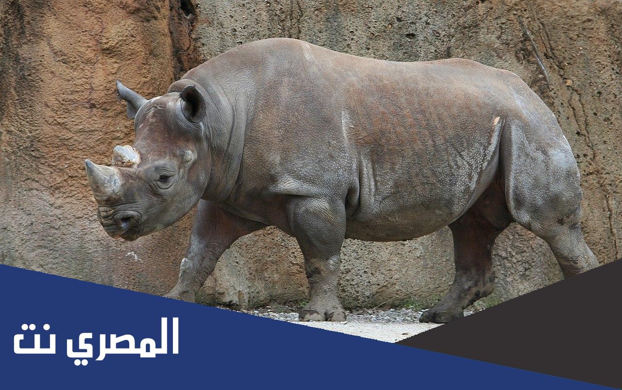 ما هو جمع وحيد القرن