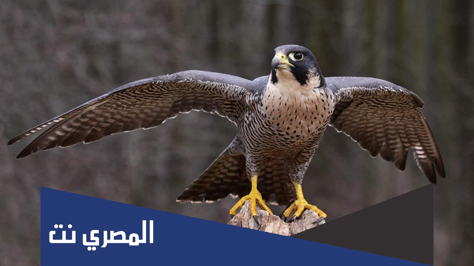 ما هو صوت الصقر