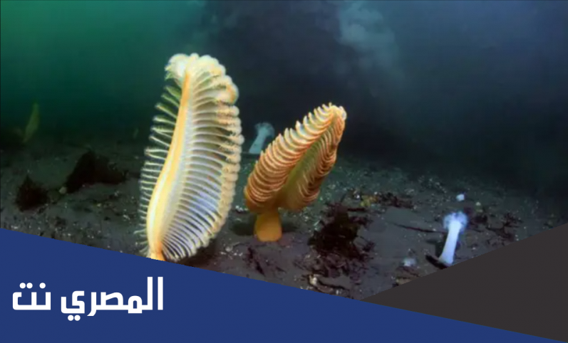 ما هو قلم البحر