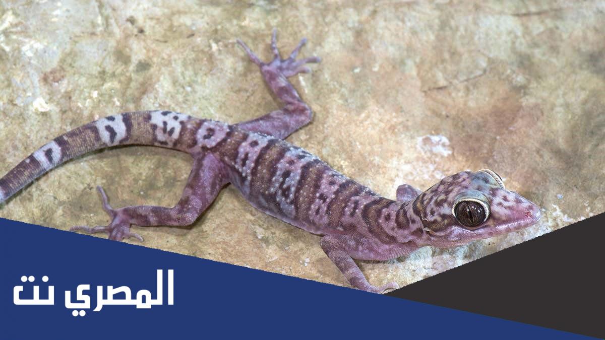 ما هي الحشرة التي أمر النبي بقتلها