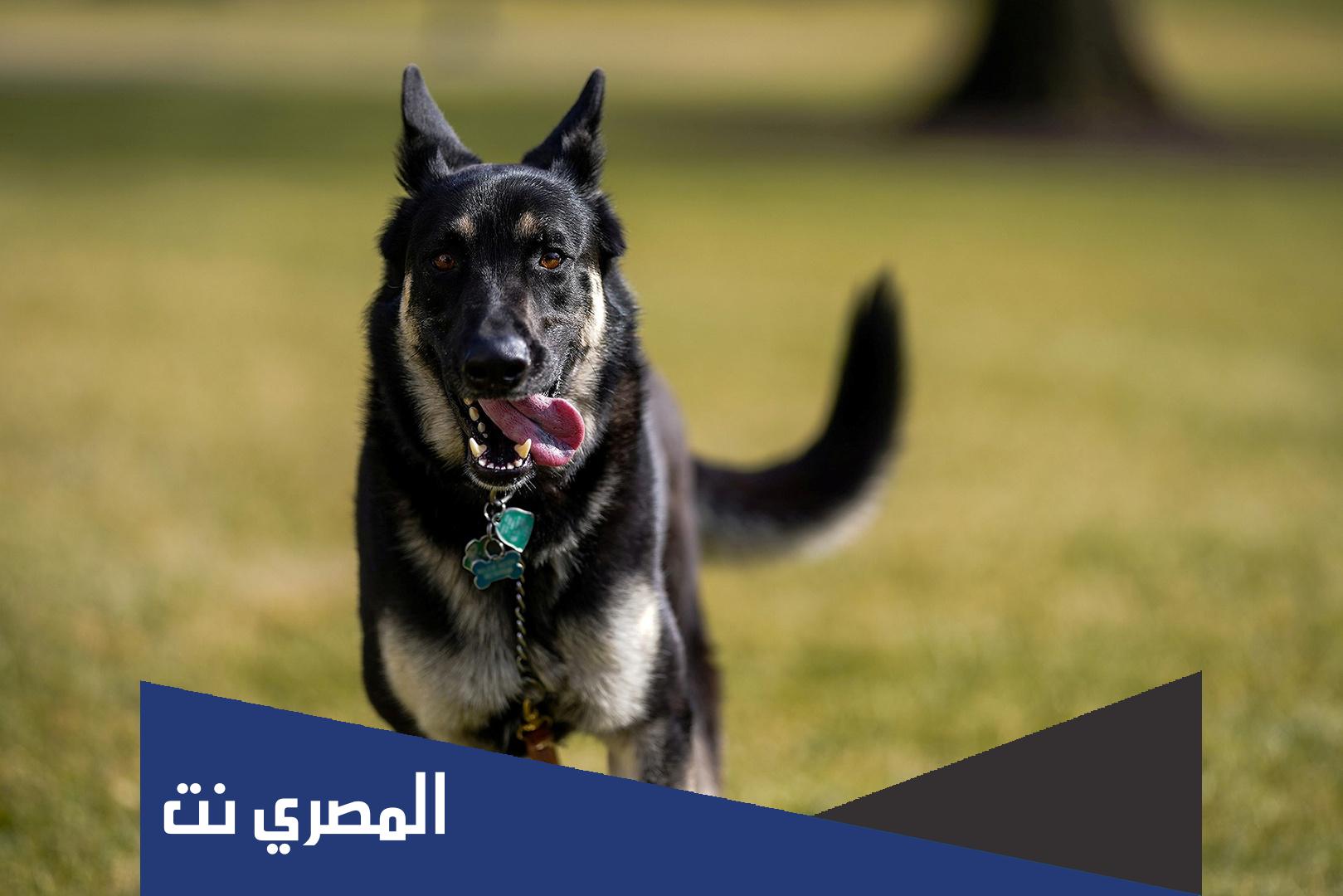 ما هي بصمه الكلب؟