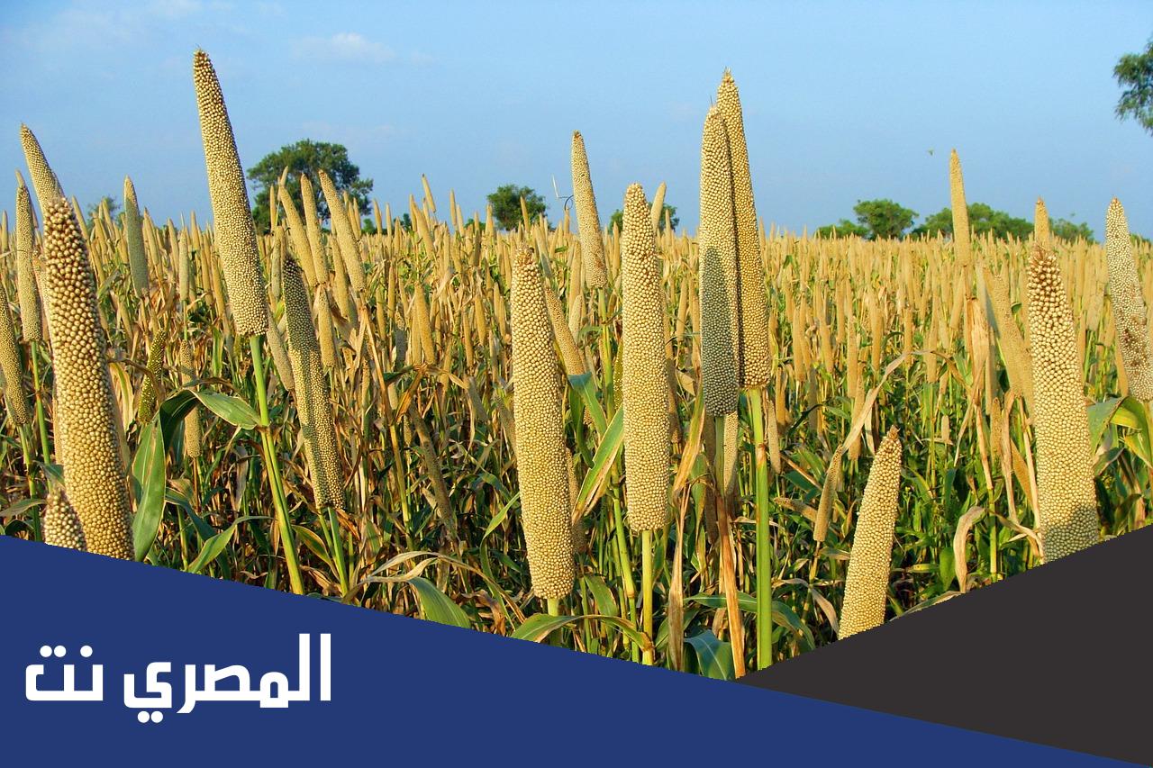 ما هي حبوب الدخن في المغرب ومصر