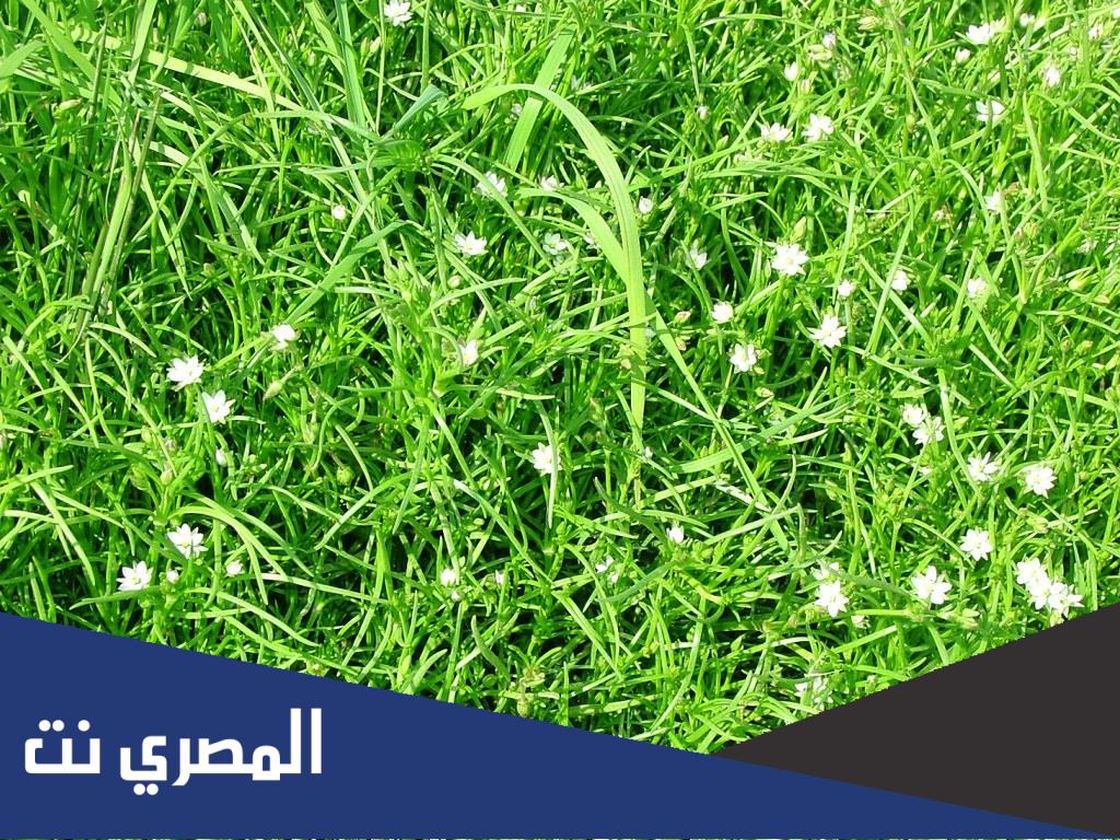 ما هي خضراء الدمن