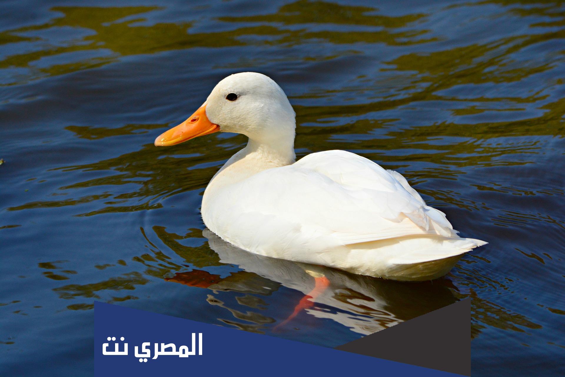 ماذا يطلق على صوت البطه