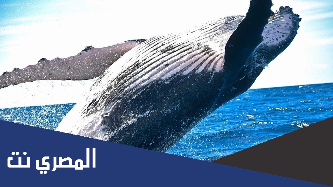ماذا يغطي جسم الحوت