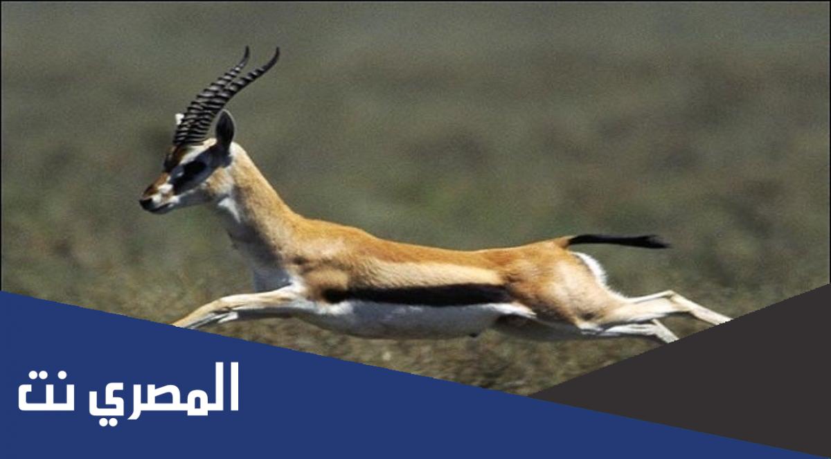 ماهو الحيوان الذي اذا تغير دمه اصبح طاهر