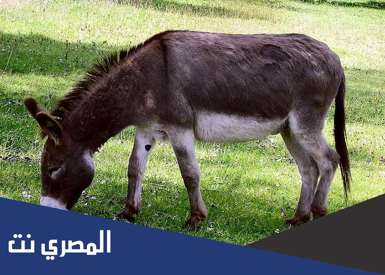 ماهو الحيوان الذي اذا دخل في اذنه ماء مات