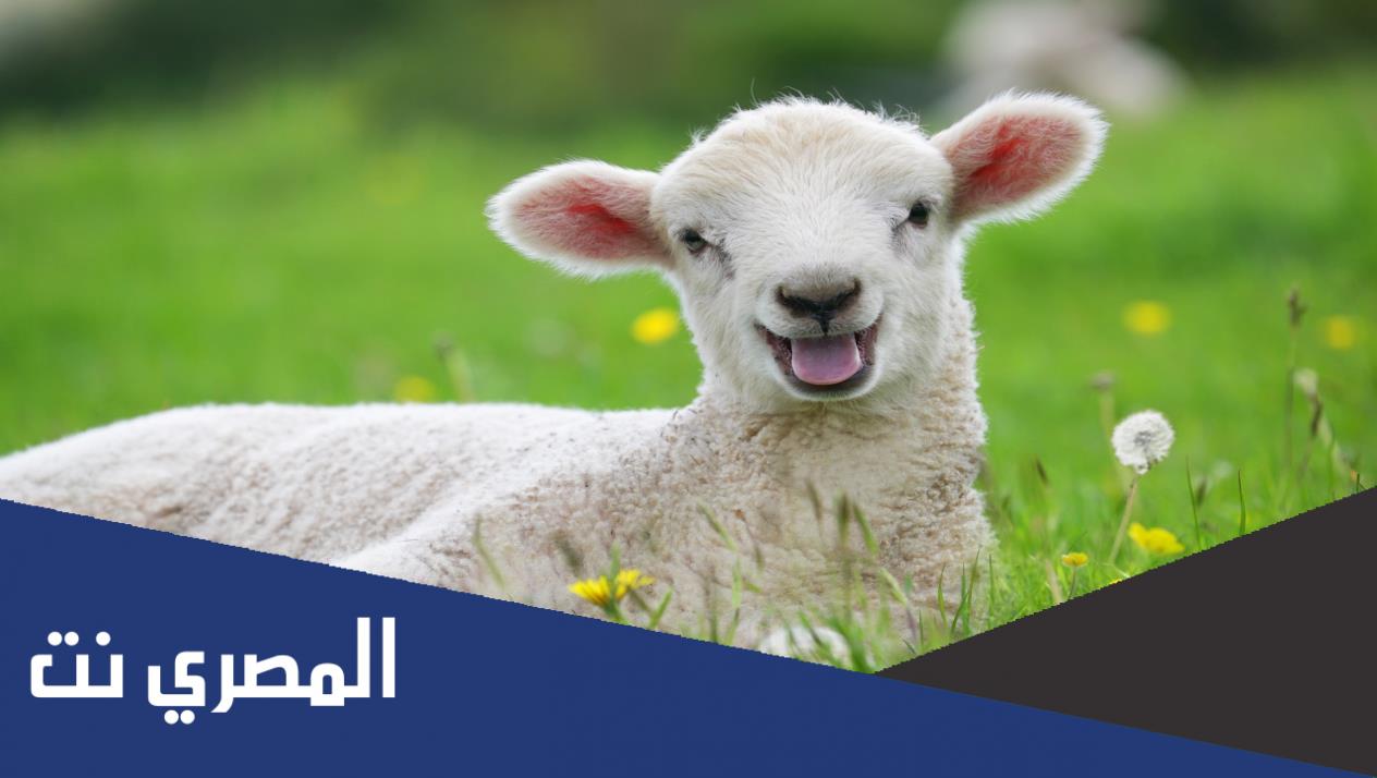 ماهو صوت النعجة
