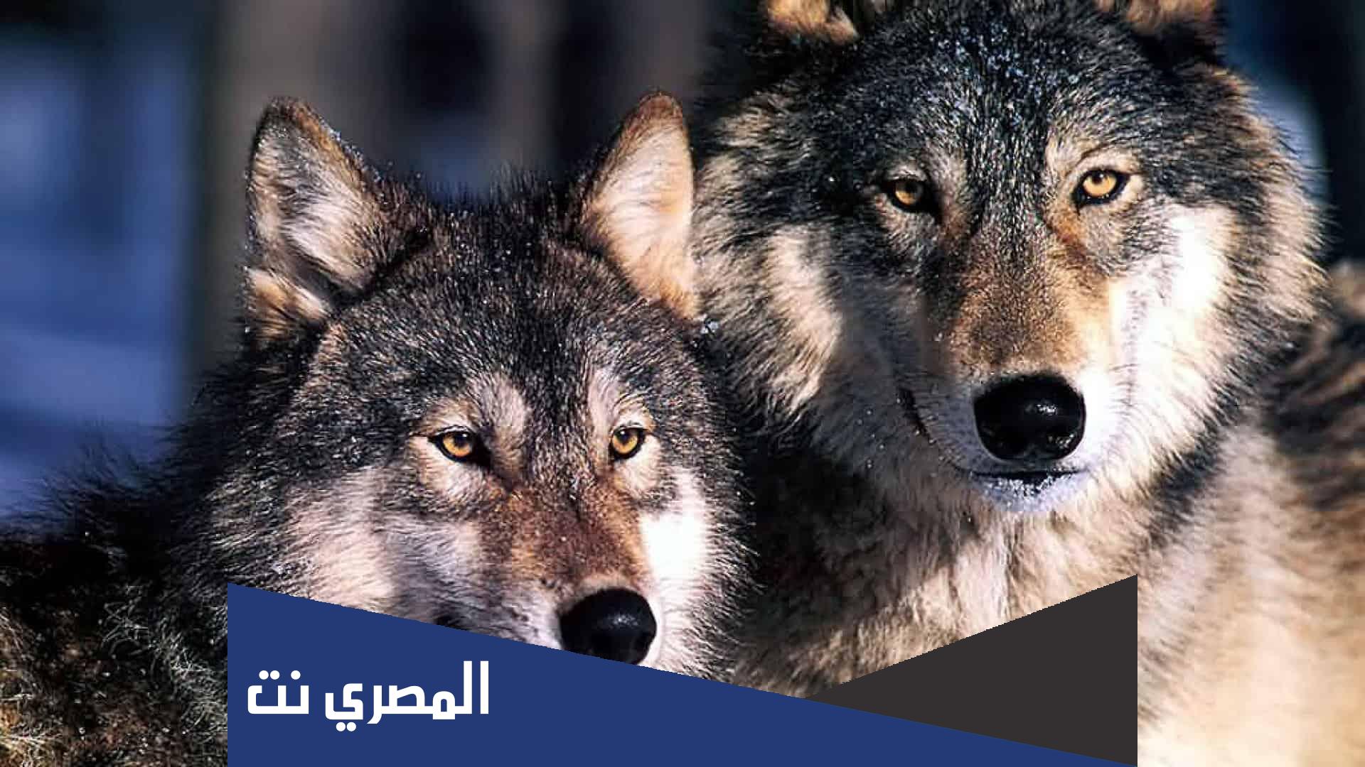 متى تستخدم الذئاب النباح