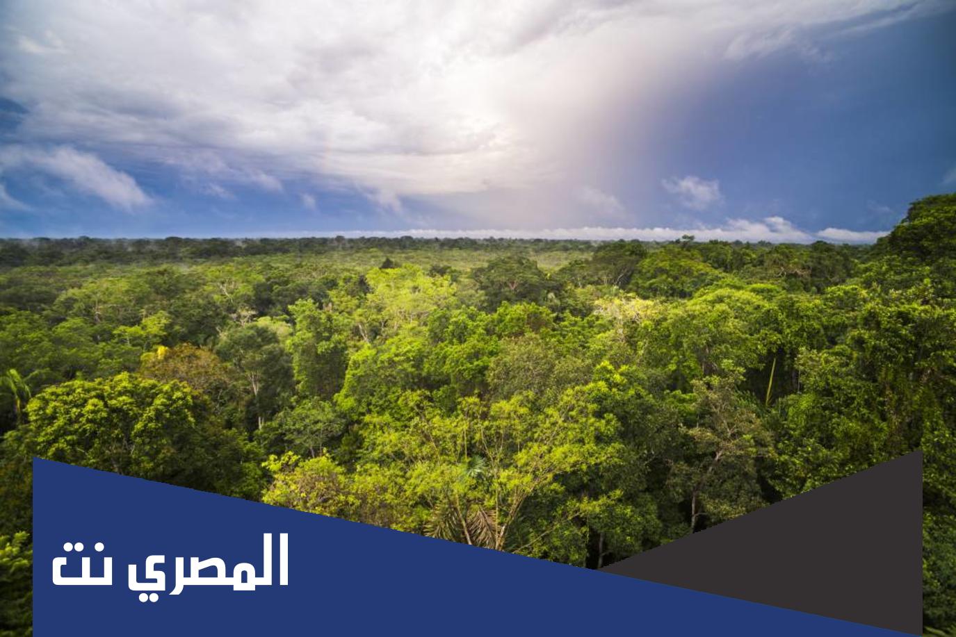 متى يصادف اليوم العالمي للغابة