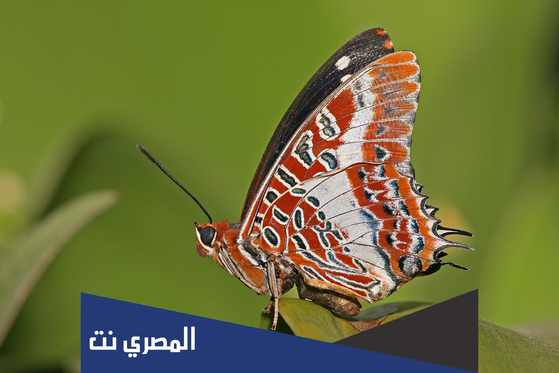 معلومات عن الفراشة للاطفال