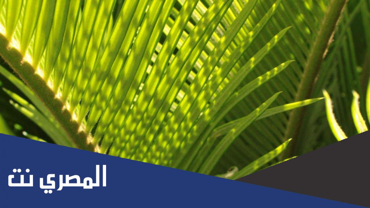 معنى شعنينة مباركة للجميع