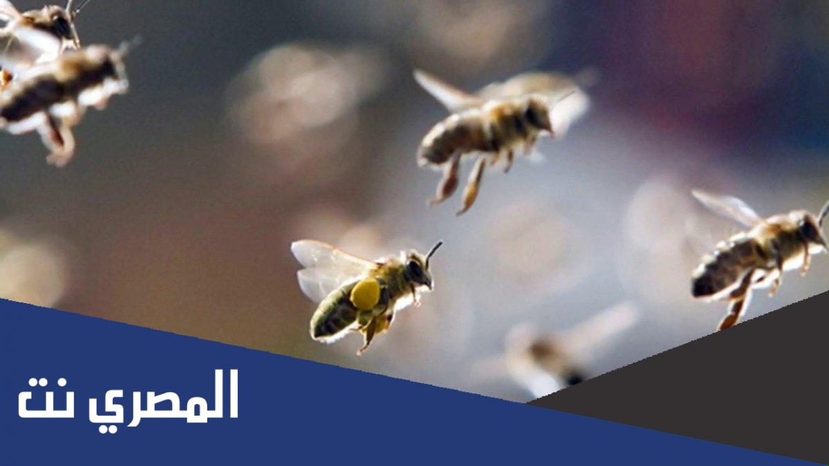 من هو الصحابي الذي حمى الله جسده بجيش من النحل