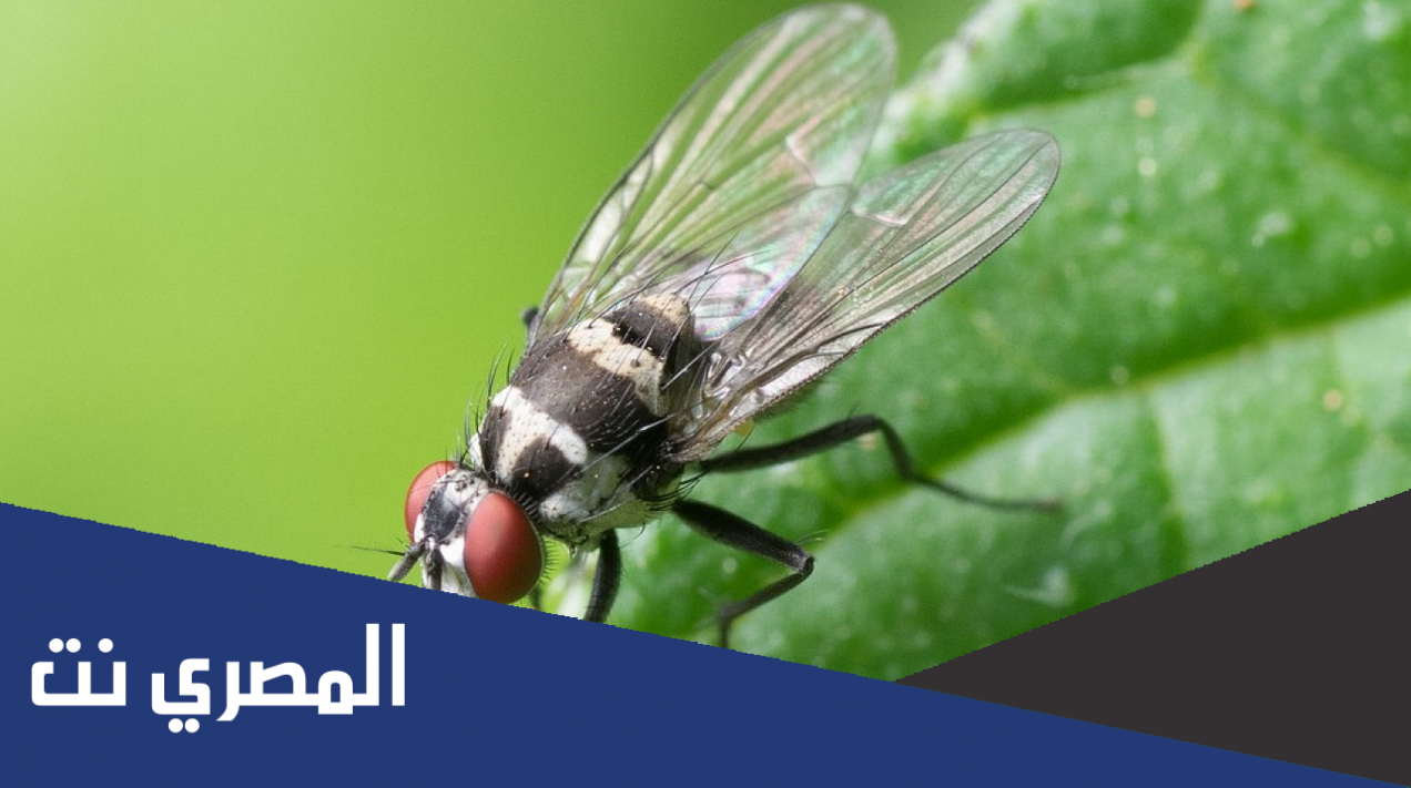 كم عدد الأمراض التي ينقلها ذباب المنزل