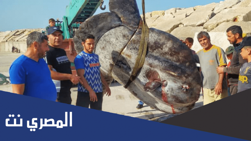 سمكة القمر لماذا لا تؤكل